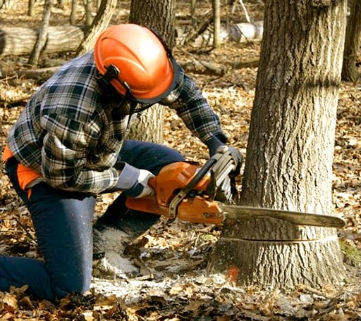 Tree Removal in Ellington, NY